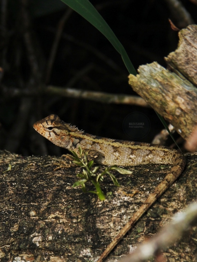 Images